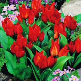 tulipan-botaniczny-van-tubergen-s-variety-25-szt-tulipany-cebulki