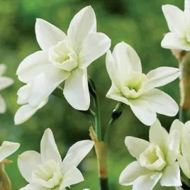 narcyz-botaniczny-polar-hunter-5-szt-narcyzy-cebulki-cebule-kwiatowe