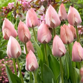 tulipan-darwina-salmon-van-eijk-5-szt-cebulki-tulipanow-tulipany