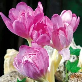 colchicum-giant-zimowit-bizantyjski-3-szt-cebulki-cebule-kwiatowe