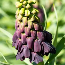 fritillaria-szachownica-persia-purple-favourite-1-szt-cebule-cebulki