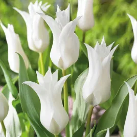 tulipan-lilioksztaltny-tres-chic-festival-5-szt-tulipany-cebulki-tulipanow