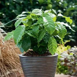 kawa-arabska-arabica-nasiona-kawy-arabskiej-egzotyczna-roslina-doniczkowa