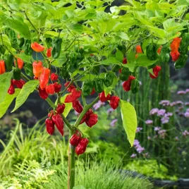 papryka-ostra-trinidad-moruga-scorpion-red-nasiona-warzyw-bardzo-pikantna