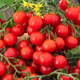 pomidor-koktajlowy-cerise-nasiona-warzyw-drobne-slodkie-owoce-obfite-grona