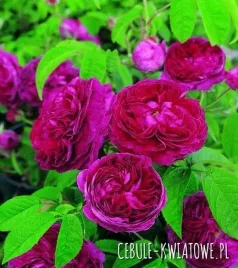 roza-parkowa-czerwona-1-szt-sadzonki-roz-roze-parkowe-sadzonka