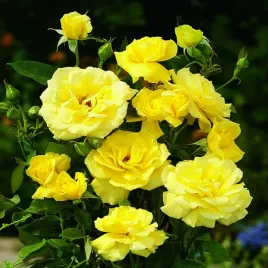 roza-rabatowa-zolta-1-szt-sadzonki-roz-roze-rabatowe-sadzonka-w-balocie