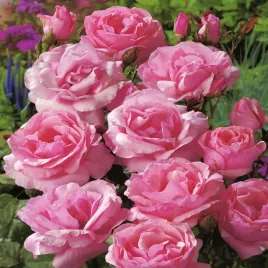 roza-rabatowa-rozowa-1-szt-sadzonki-roz-roze-rabatowe-sadzonka-w-balocie