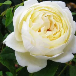 roza-parkowa-biala-1-szt-sadzonki-roz-roze-parkowe-sadzonka