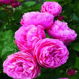 roza-parkowa-rozowa-1-szt-sadzonki-roz-roze-parkowe-sadzonka