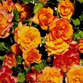 roza-rabatowa-pomaranczowa-1-szt-sadzonki-roz-roze-rabatowe