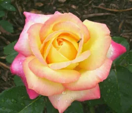 roza-wielkokwiatowa-zolto-rozowa-1-szt-sadzonki-roz-roze-wielkokwiatowe