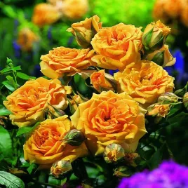 roza-pnaca-pomaranczowa-1-szt-sadzonki-roz-roze-pnace