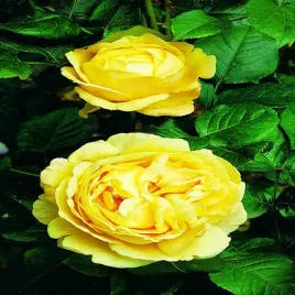 roza-parkowa-zolta-1-szt-sadzonki-roz-roze-parkowe-sadzonka
