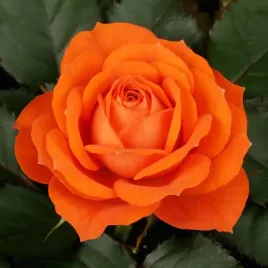 roza-wielkokwiatowa-herbaciana-1-szt-sadzonki-roz-roze-wielkokwiatowe