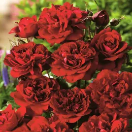 roza-rabatowa-czerwona-1-szt-sadzonki-roz-roze-rabatowe-sadzonka