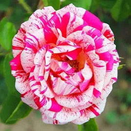 roza-wielkokwiatowa-paskowana-bialo-czerwona-1-szt-sadzonki-roz-roze