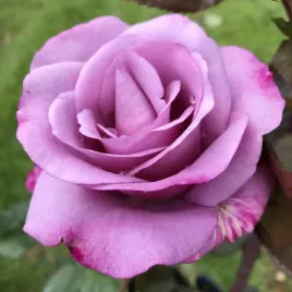 roza-rabatowa-fioletowa-1-szt-sadzonki-roz-roze-wielkokwiatowe