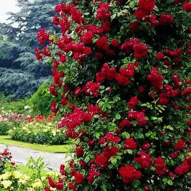 roza-pnaca-bordowa-1-szt-sadzonki-roz-roze-pnace-sadzonka-w-balocie