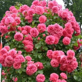 roza-pnaca-rozowa-1-szt-sadzonki-roz-roze-pnace-sadzonka