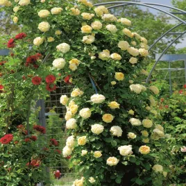 roza-pnaca-zolta-1-szt-sadzonki-roz-roze-pnace-sadzonka