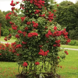 roza-pnaca-czerwona-1-szt-sadzonki-roz-roze-pnace-sadzonka