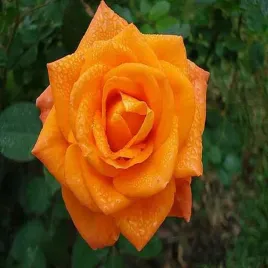 roza-wielkokwiatowa-pomaranczowa-1-szt-sadzonki-roz-roze-wielkokwiatowe
