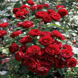 roza-rabatowa-bordowa-1-szt-sadzonki-roz-roze-rabatowe-sadzonka