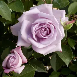 roza-wielkokwiatowa-fioletowo-biala-1-szt-sadzonki-roz-roze-wielkokwiatowe