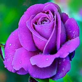 roza-wielkokwiatowa-niebieska-1-szt-sadzonki-roz-roze-wielkokwiatowe