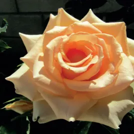 roza-wielkokwiatowa-kremowa-1-szt-sadzonki-roz-roze-wielkokwiatowe