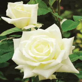 roza-wielkokwiatowa-biala-1-szt-sadzonki-roz-roze-wielkokwiatowe