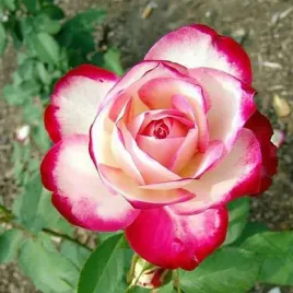 roza-wielkokwiatowa-bialo-czerwona-1-szt-sadzonki-roz-roze-wielkokwiatowe