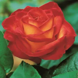 roza-wielkokwiatowa-zolto-czerwona-1-szt-sadzonki-roz-roze-wielkokwiatowe