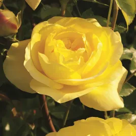 roza-wielkokwiatowa-zolta-1-szt-sadzonki-roz-roze-wielkokwiatowe