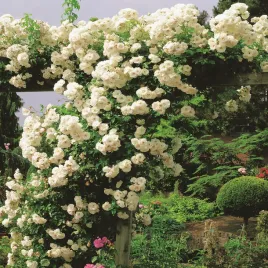 roza-pnaca-biala-1-szt-sadzonki-roz-roze-pnace-sadzonka-w-balocie