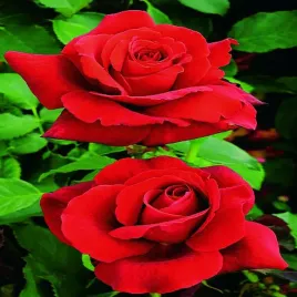 roza-wielkokwiatowa-czerwona-1-szt-sadzonki-roz-roze-wielkokwiatowe