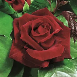 roza-wielkokwiatowa-bordowa-1-szt-sadzonki-roz-roze-wielkokwiatowe