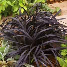 konwalijnik-niger-ophiopogon-planiscapus-1-szt-czarne-liscie-ozdobne