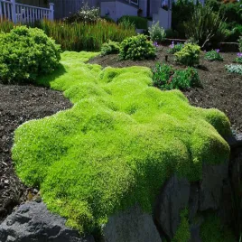 karmnik-green-moss-1-szt-trawa-niska-ozdobna-dekoracyjna-okrywowa