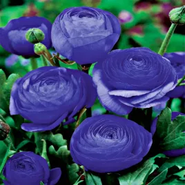 ranunculus-blue-jaskier-blue-niebieski-5-szt-jaskry-sadzonka-sadzonki-bulwy