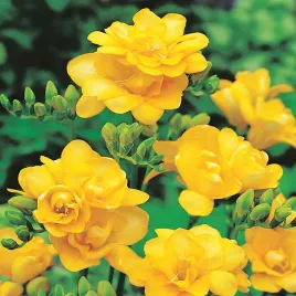 frezja-pelna-yellow-zolta-10-szt-frezje-cebulki-frezji-pachnaca-cebule
