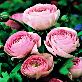 ranunculus-jaskier-rozowy-5-szt-jaskry-cebulki-cebule-kwiatowe