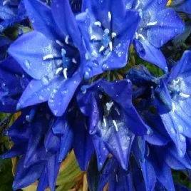brodiaea-queen-fabiola-hiacynt-kalifornijski-10-szt-cebulki-kwiatowe