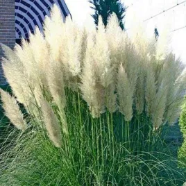 trawa-pampasowa-biala-white-plume-1-szt-trawy-ozdobne-sadzonki-wysokie