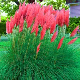 trawa-pampasowa-rozowa-rose-plume-1-szt-trawa-ozdobna-sadzonki-wysoka