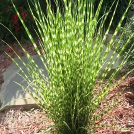 miscanthus-miskant-zebrinus-1-szt-trawa-ozdobna-trawy-ozdobne-sadzonki