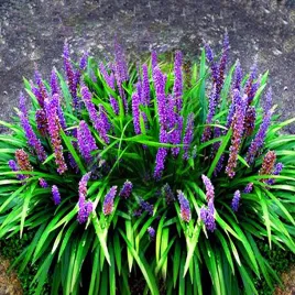 liriope-big-blue-1-szt-trawa-ozdobna-trawy-ozdobne-sadzonki
