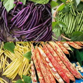 fasola-szparagowa-karlowa-mix-nasiona-fasoli-mieszanka-odmian