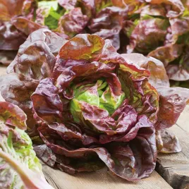salata-rosemarry-maslowa-czerwona-srednio-pozna-nasiona-salaty-plenna